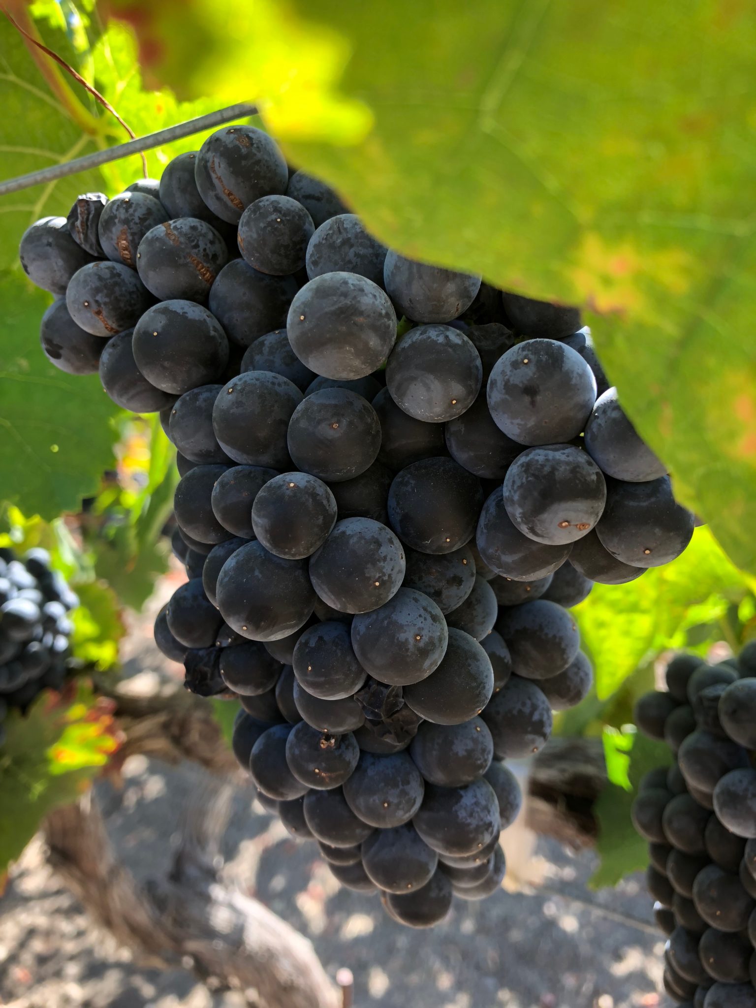 Grapes hanging in a vineyard at Round Pond Estate, with lush green leaves in the background.