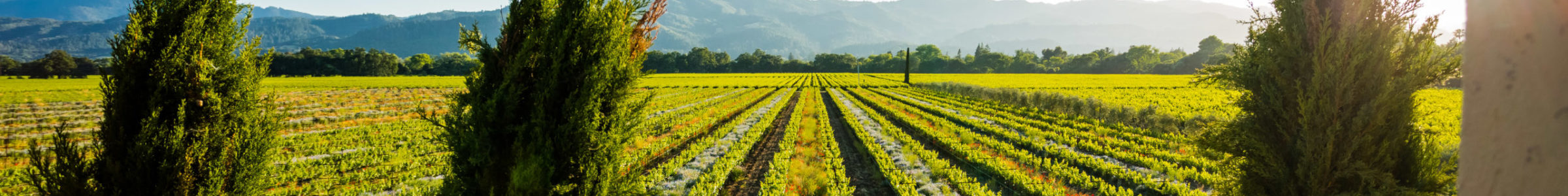 Rolling vineyards in summer