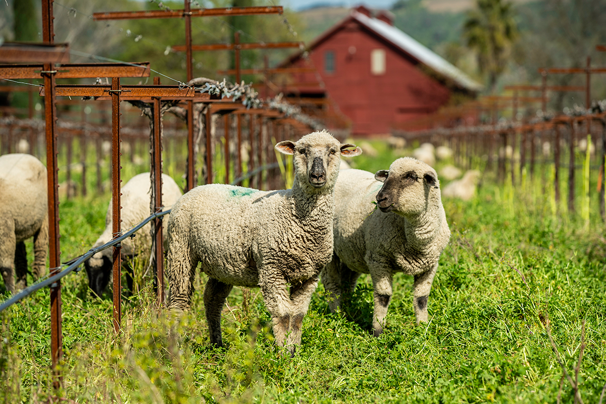 Sheep grazing in a lush green field at Round Pond Estate.