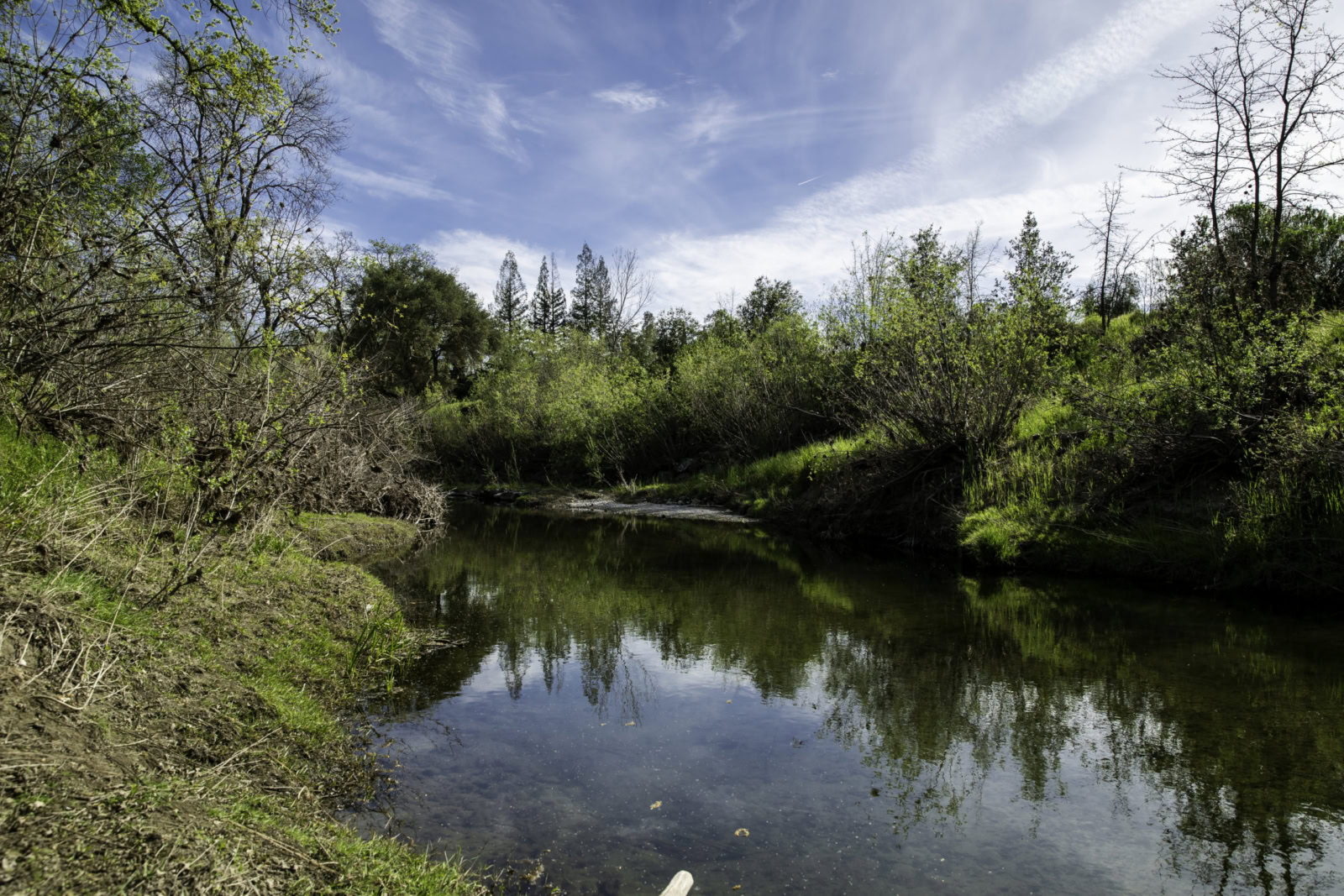 Serene pond surrounded by lush greenery and trees at Round Pond Estate.