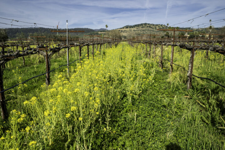 Mustard Cover Crop 2022