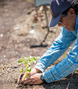 A man planting tomatoes into soil in the garden