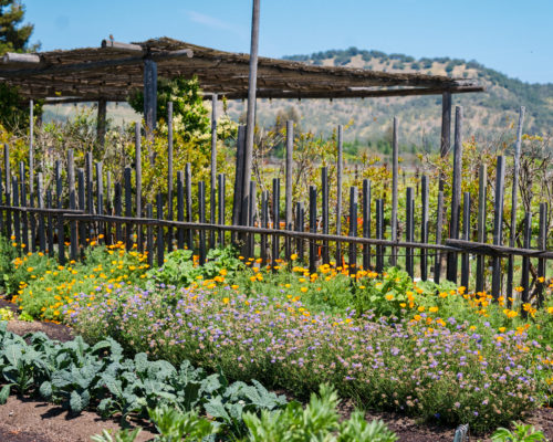 Flowers and produce in a spring garden