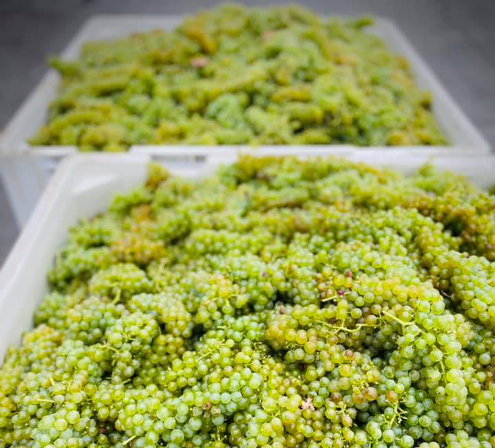 Grapes from Round Pond Estate in Napa Valley, showcasing fresh, green grape clusters ready for harvest.