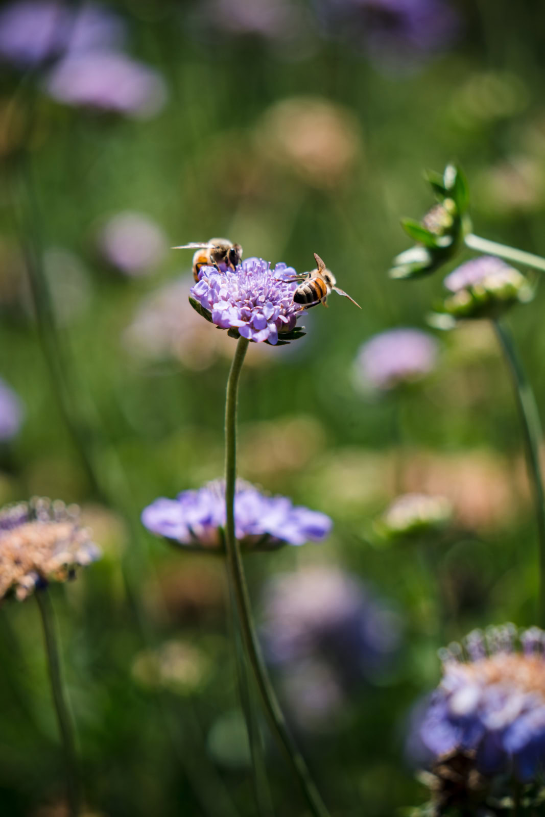 Bees pollinating