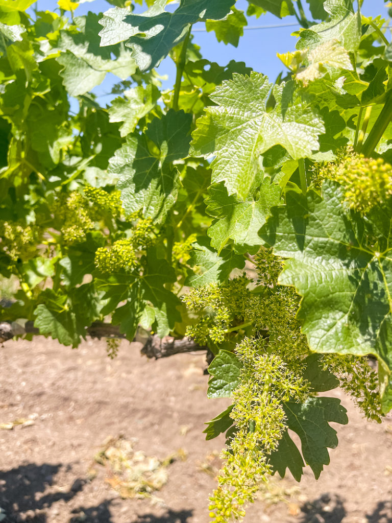 Flowering at the Round Pond Estate