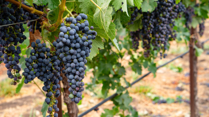 Red wine grapes going through veraison