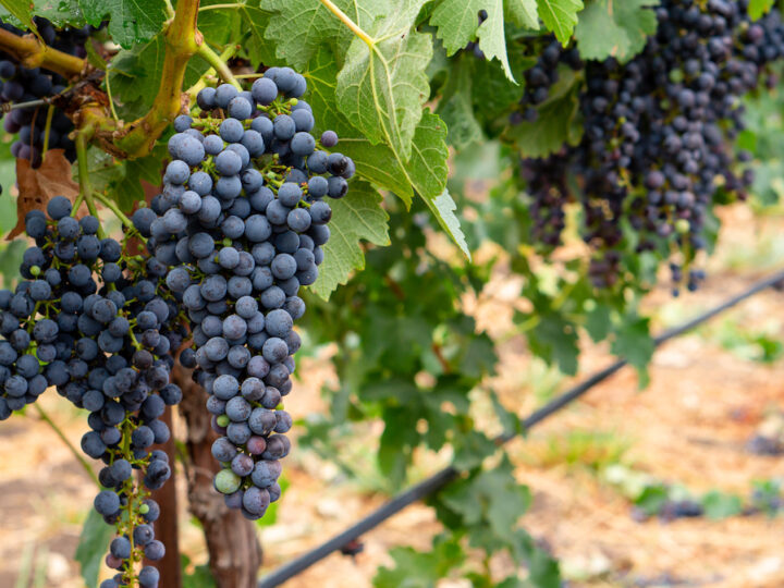 Red wine grapes going through veraison