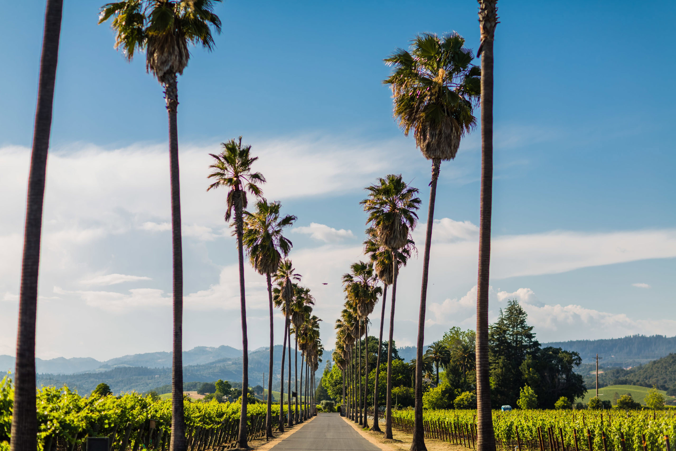 Palm-lined driveway at Round Pond Estate vineyard.