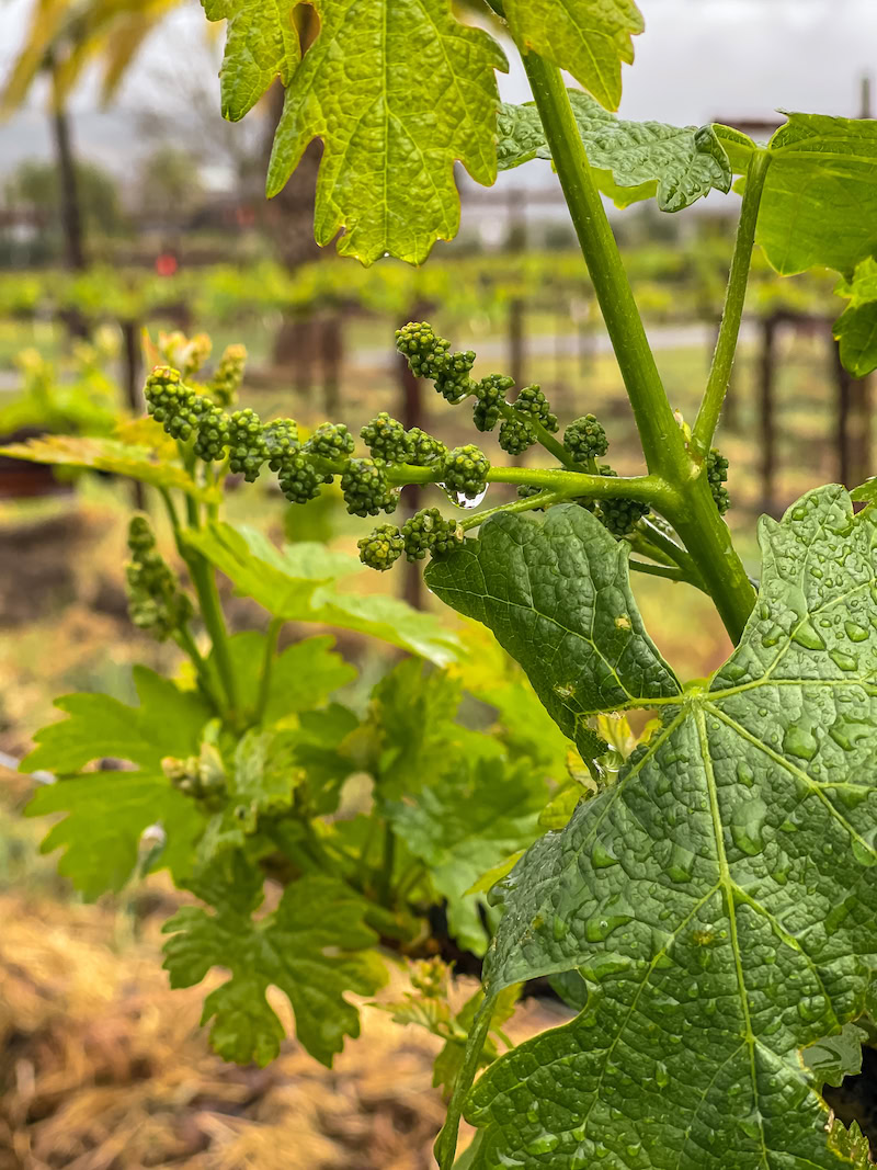 Vine with young grape clusters at Round Pond Estate vineyard, illustrating the early stages of grape development through seas.
