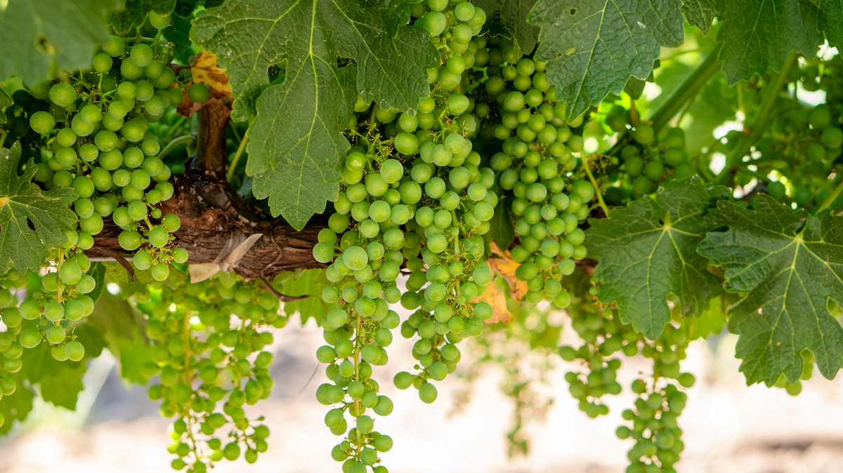 Vine with clusters of green grapes growing in the vineyard.
