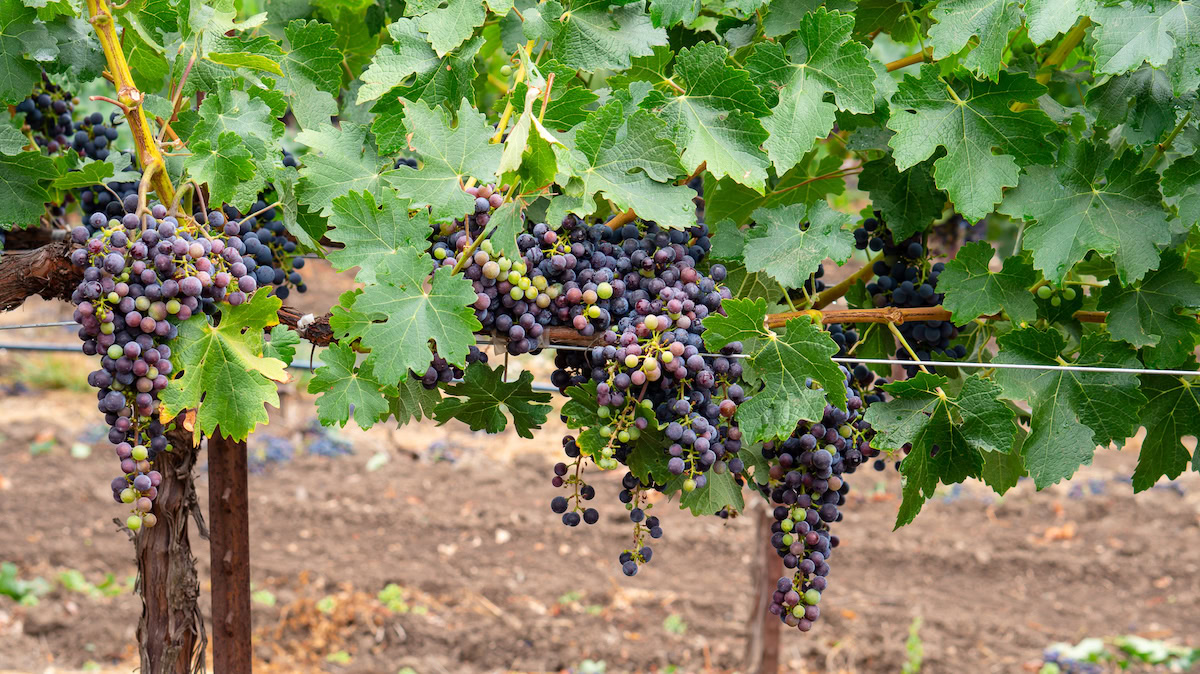 Vineyard grapes ripening on the vine at Round Pond Estate, showcasing the seasonal growth process from bud to harvest.