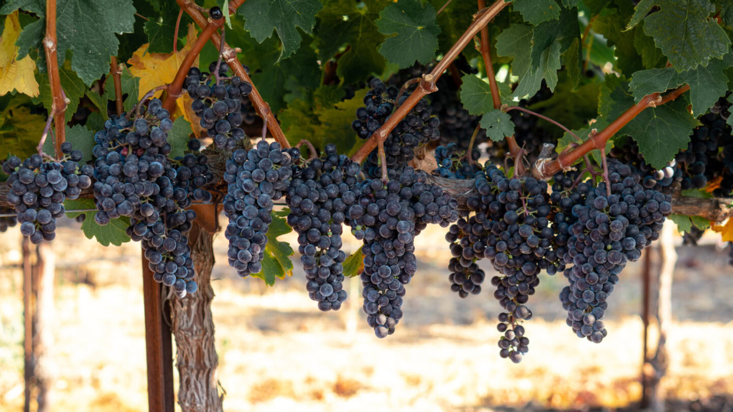 Close-up of ripe dark grapes hanging on the vine at Round Pond Estate vineyard.