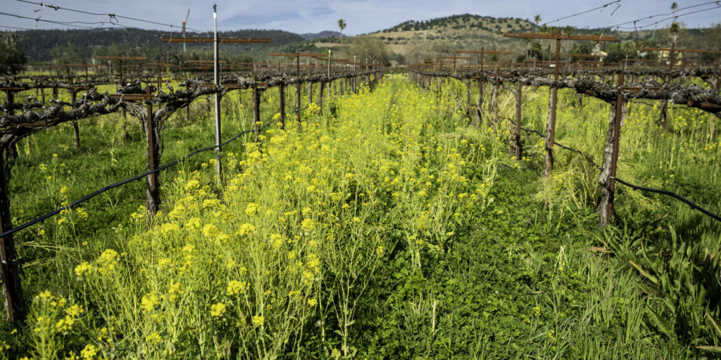 Mustard growing between the vine rows