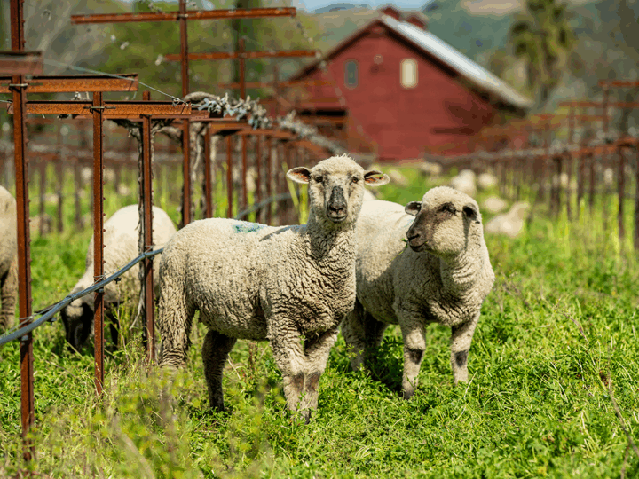 Sheep grazing in the vineyard