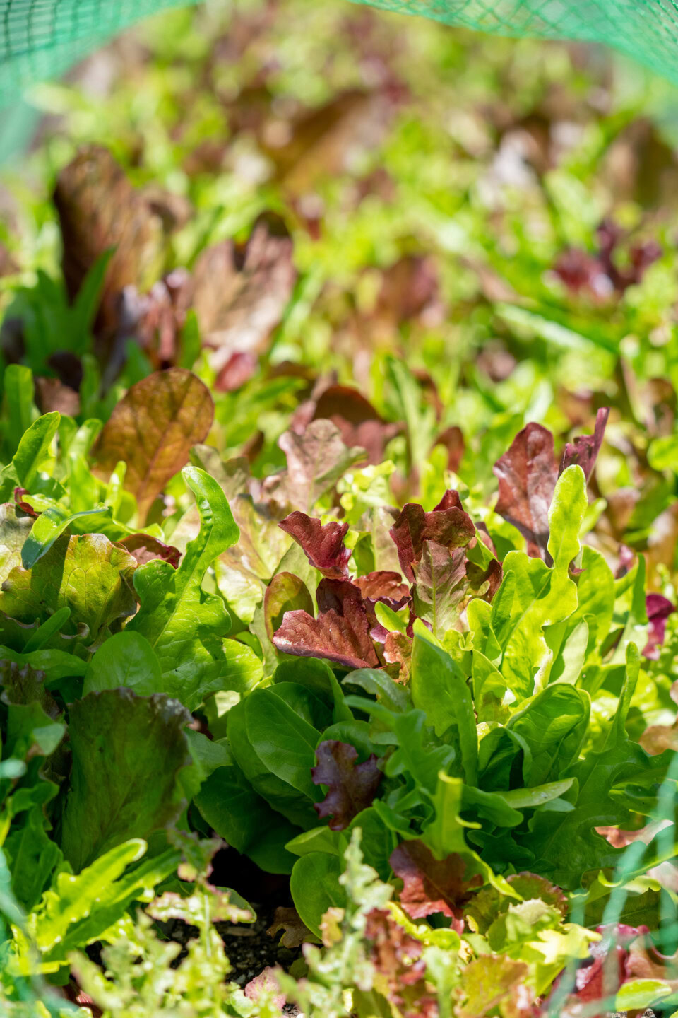 Fresh mixed greens growing in a garden bed at Round Pond Estate.