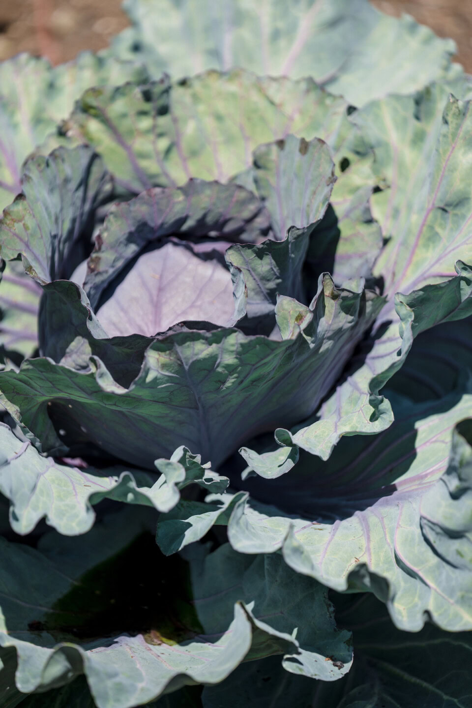 Cabbage plant growing in a farm setting, emphasizing fresh produce from farm to table.