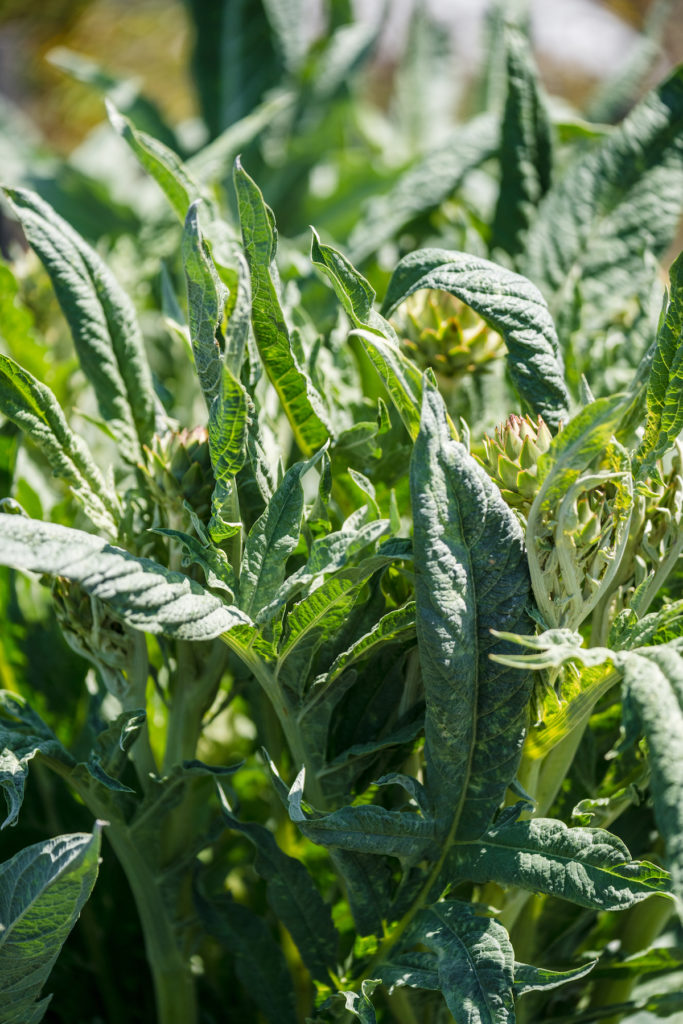 Artichoke growing in the Round Pond Estate garden