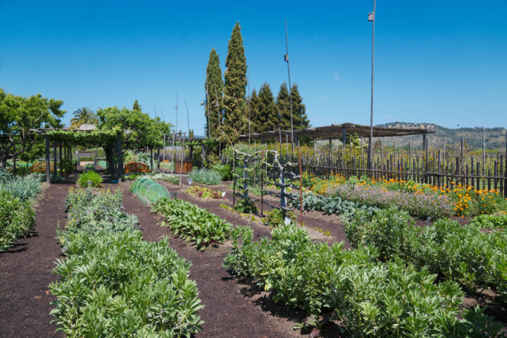 RoundPond_Spring22-00622 Round Pond Estate Culinary Garden