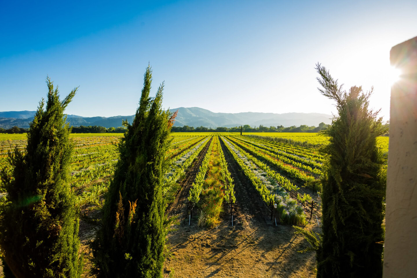Scenic view of a vineyard with rows of grapevines and tall cypress trees under a clear blue sky, emphasizing sustainable agri.