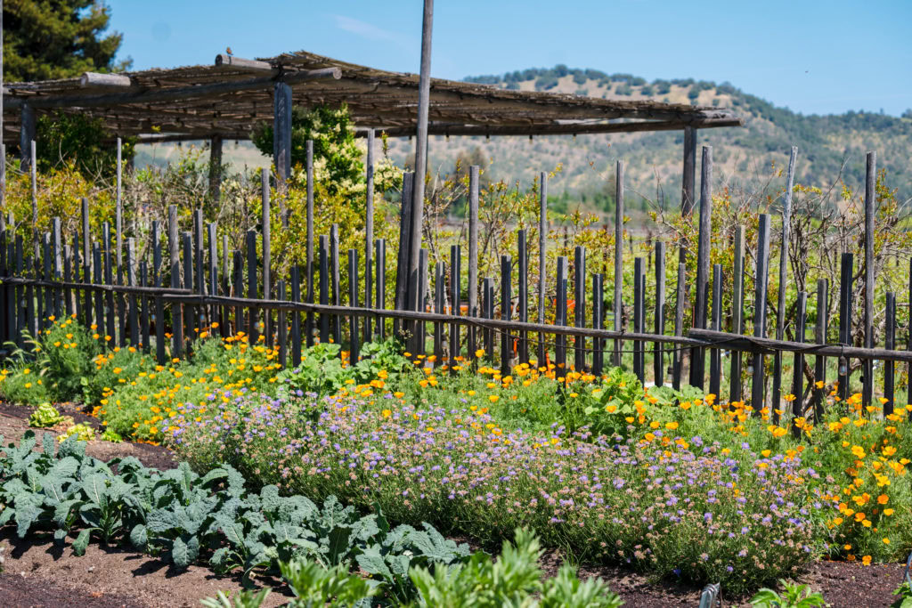Vineyard with lush plants and a shaded trellis at Round Pond Estate, emphasizing eco-friendly practices and natural landscape.