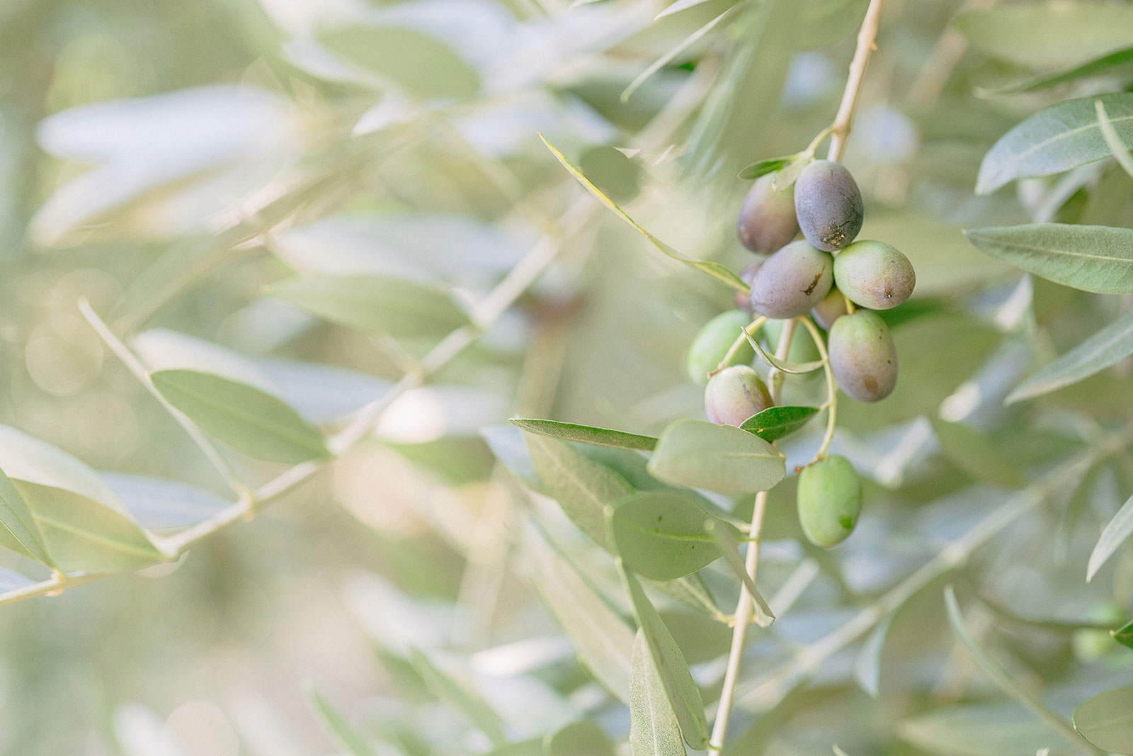 Olive branch with green and purple olives on a sunny day at Round Pond Estate.