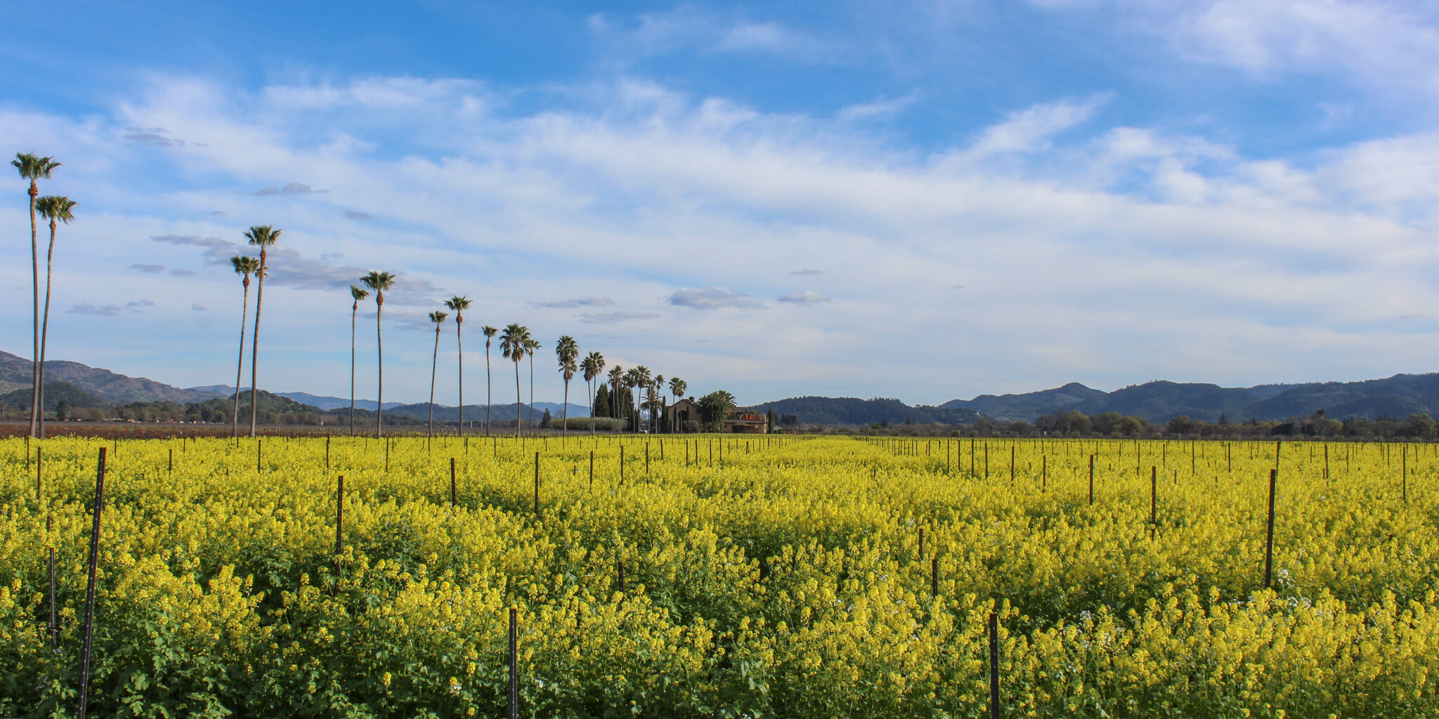 Vineyard full of mustard flowers with a bright blue sky and a palm tree lined driveway