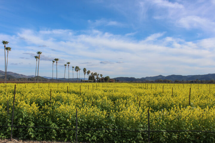 Mustard Palm Drive Vineyard full of mustard flowers with a bright blue sky and a palm tree lined driveway