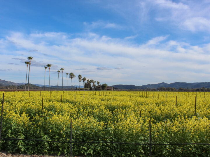 Vineyard full of mustard flowers with a bright blue sky and a palm tree lined driveway