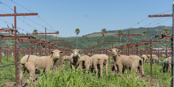 A group of sheep grazing in the vineyard at Round Pond Estate during vineyard updates.
