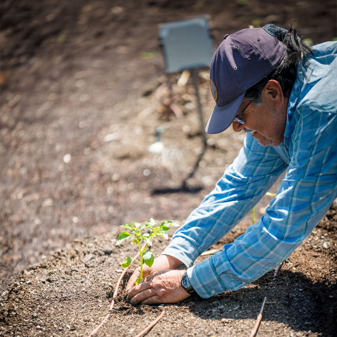 A person planting a small tree in soil, wearing a blue checkered shirt and a navy cap, with gardening tools in the background.