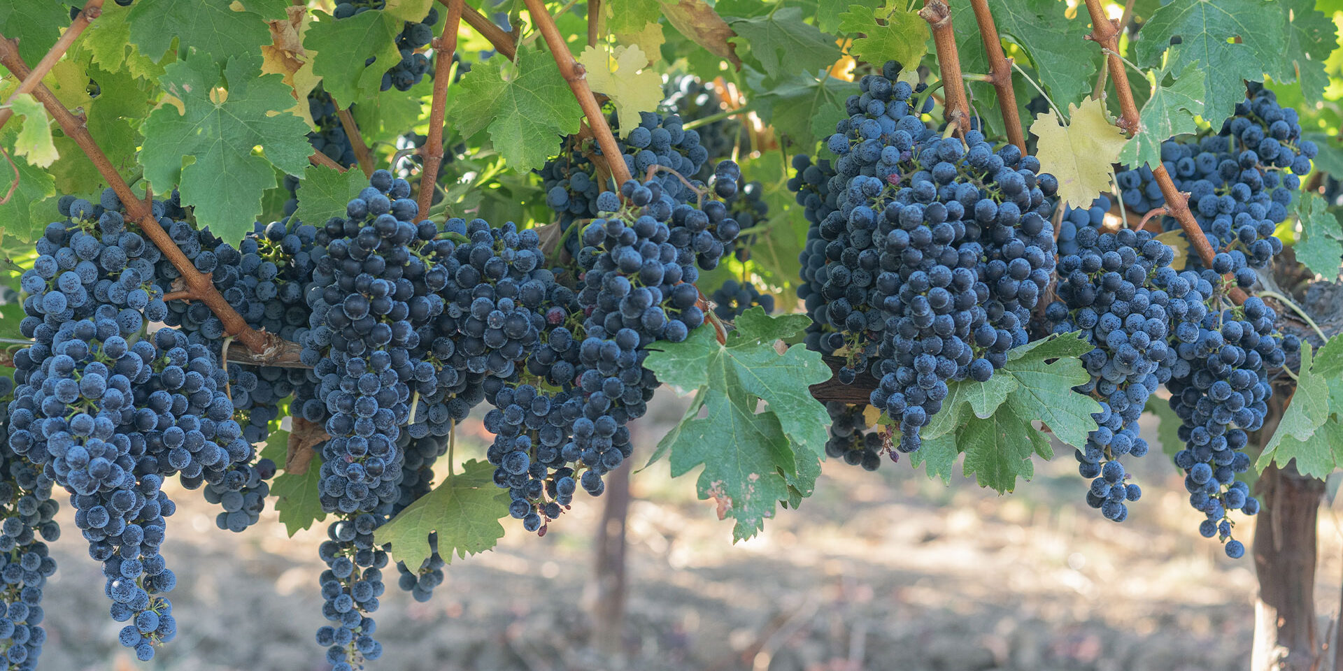 2023 Cabernet Sauvignon