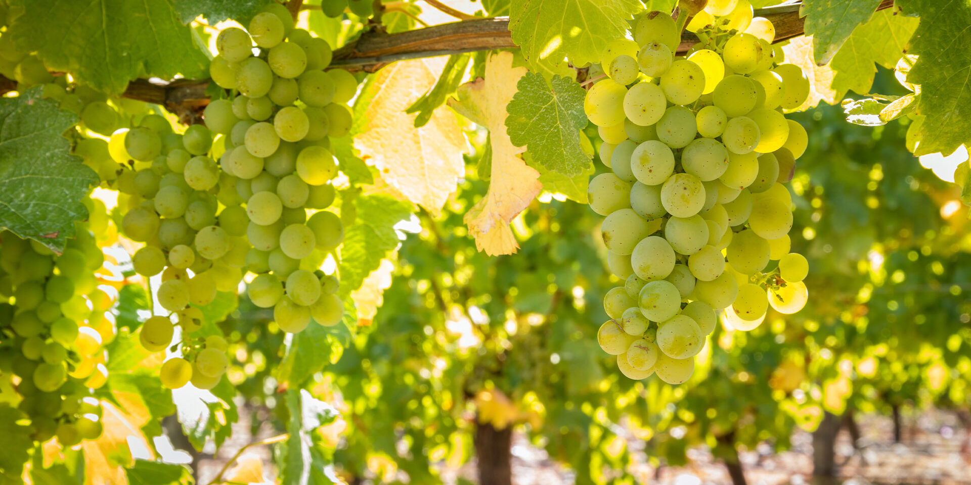 Hanging white wine grapes in dappled sunlight
