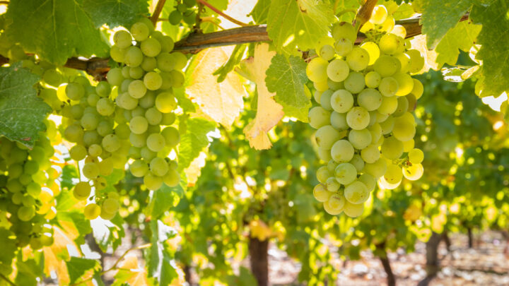 Hanging white wine grapes in dappled sunlight