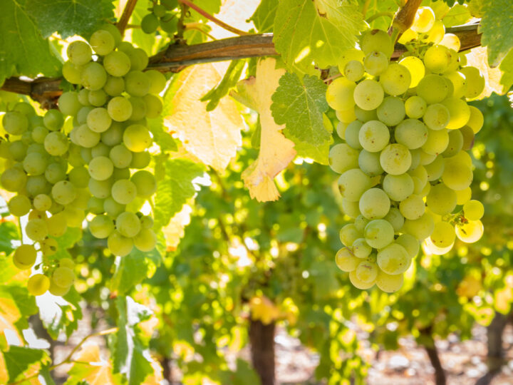 Hanging white wine grapes in dappled sunlight