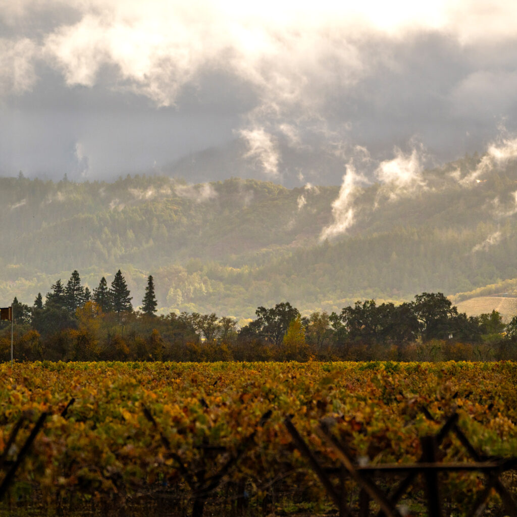 Gravel Series Vineyard A vineyard at sunrise with orange leaves, mountains in the background, and a cloudy sky.