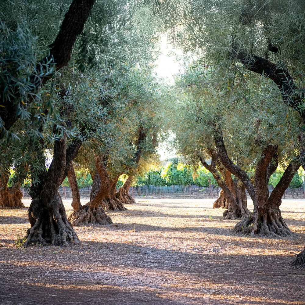 Olive grove with mature trees at Round Pond Estate in Napa Valley, showcasing the scenic setting for olive oil tasting experi.
