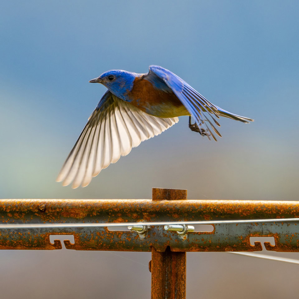 A bluebird in flight.