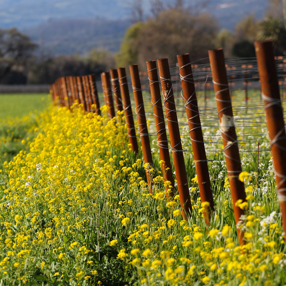 Yellow mustard flowers growing between Round Pond Estate's vineyard trellises.