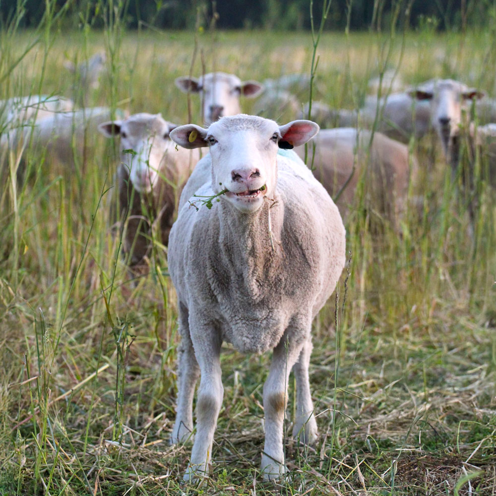 A sheep looking at the camera while chewing grass in a field.