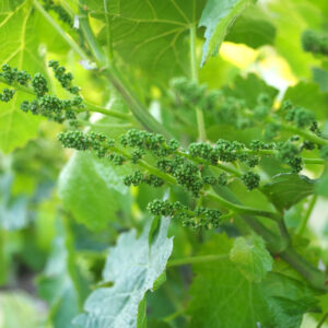 Vineyard Fruit Set A close-up image of the grapevine flower buds.