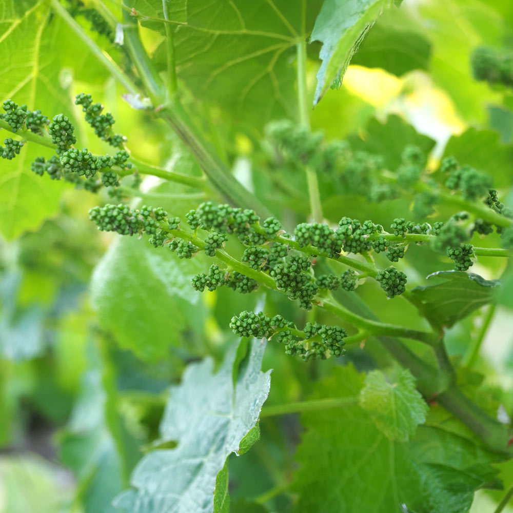 A close-up image of the grapevine flower buds.