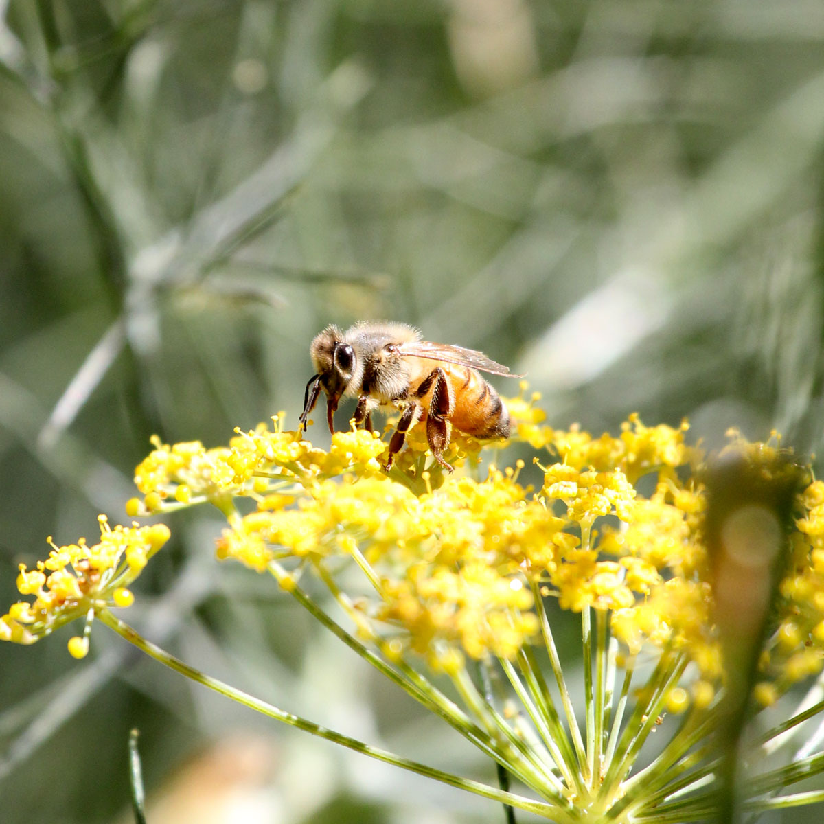 Honeybee collecting pollen from a yellow fennel flower in the Round Pond Estate culinary garden in Napa Valley.