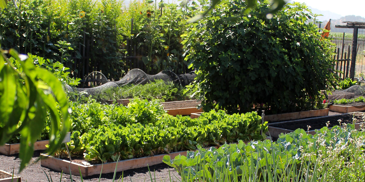 Round Pond Culinary Gardens Culinary garden at Round Pond Estate with raised vegetable beds, leafy greens, herbs, and seasonal produce growing in Napa Valley.