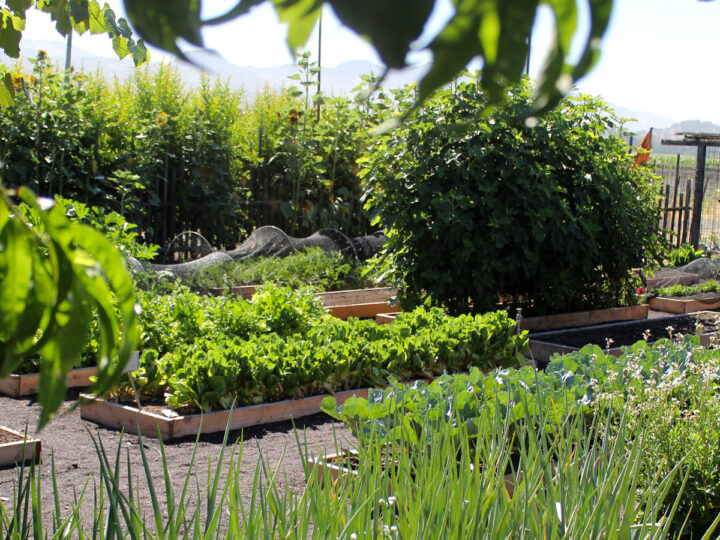 Culinary garden at Round Pond Estate with raised vegetable beds, leafy greens, herbs, and seasonal produce growing in Napa Valley.