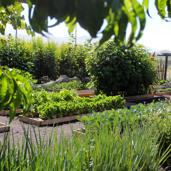 Round Pond Culinary Gardens Culinary garden at Round Pond Estate with raised vegetable beds, leafy greens, herbs, and seasonal produce growing in Napa Valley.