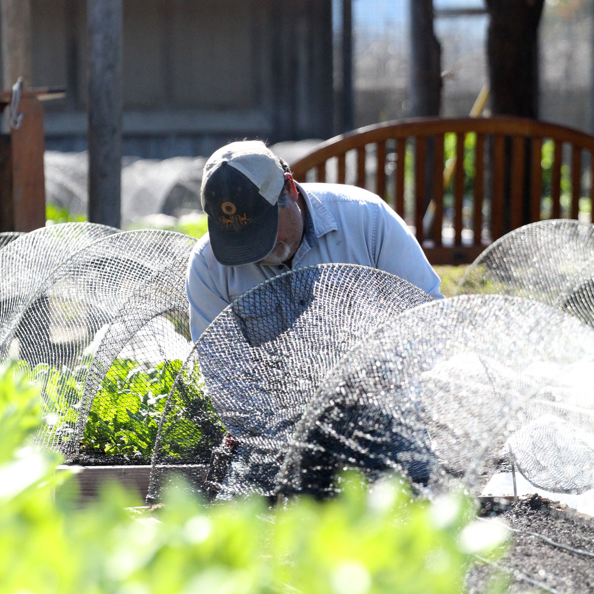 Man tending to crops in a protected garden at Round Pond Estate, with netting to shield plants from pests.