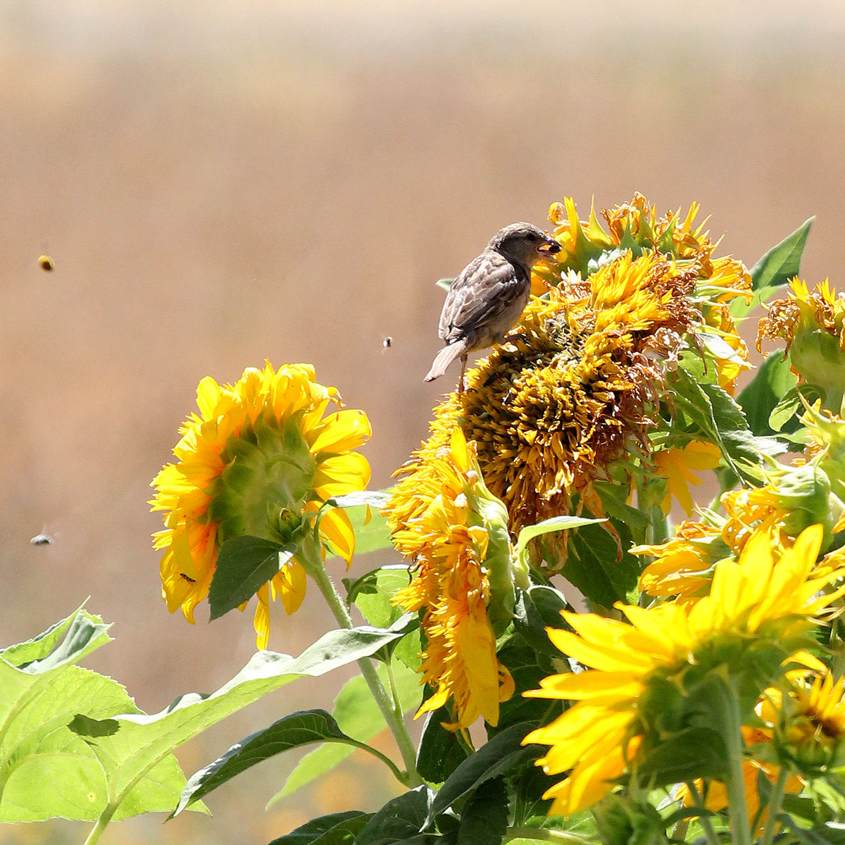 Sparrow perched on a blooming sunflower in the Round Pond Estate culinary garden, surrounded by bees and pollinators in Napa Valley.