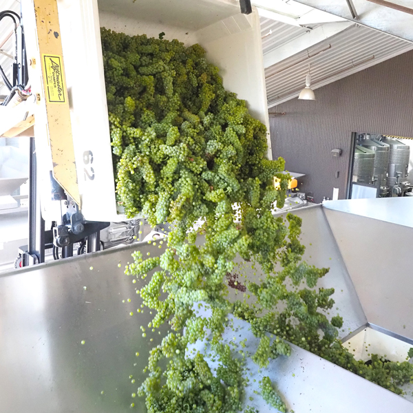 Round Pond Estate Chardonnay Grapes