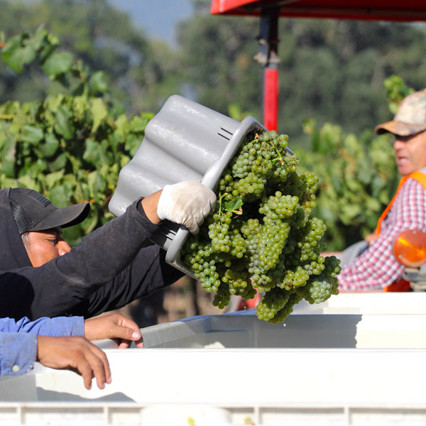 Round Pond Estate Chardonnay Harvest